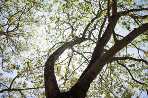 Sunlight streams through a tree's branches in summer.